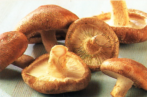 shiitake-mushrooms