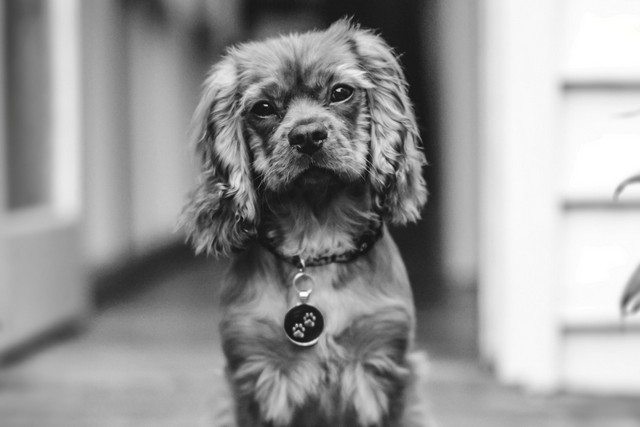 Adopt a pet Adopt a pet