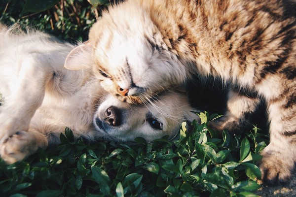The Extraordinary Bond Between People and Pets
