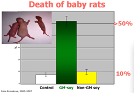 gm-soy-rats-study