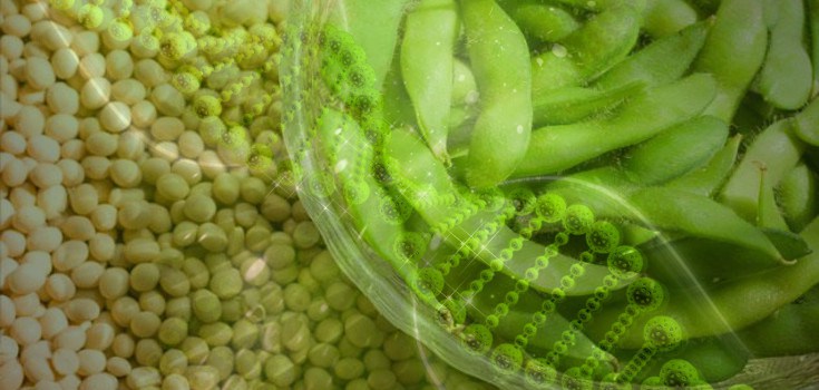 Soy Beans soy-beans