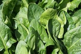 Spinach Spinach