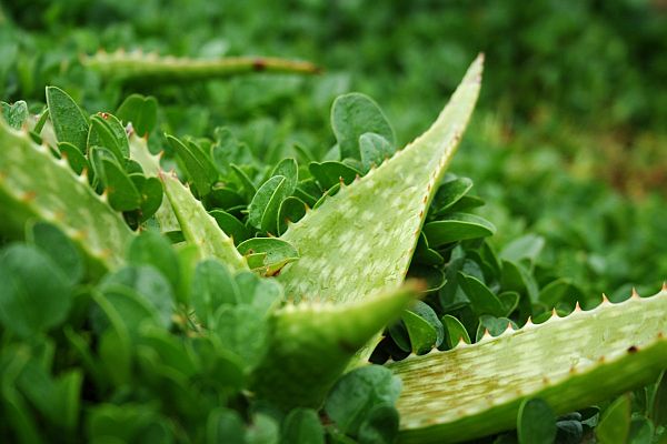 10 Herbs For Good Luck, Prosperity, And Money herbs luck