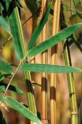 Bamboo Plant