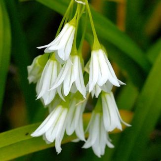 Plants of Ireland - Three Cornered Garlic