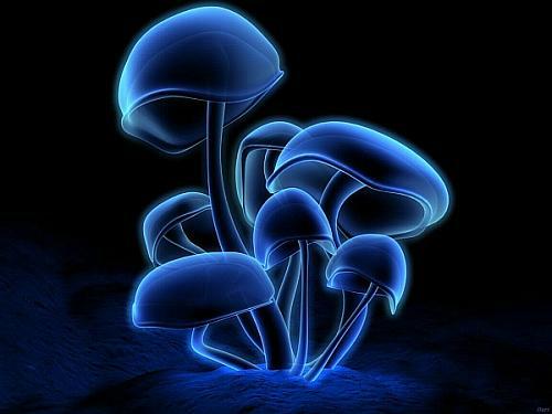 Shiny Mushrooms