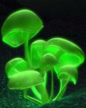 Glowing Mushrooms