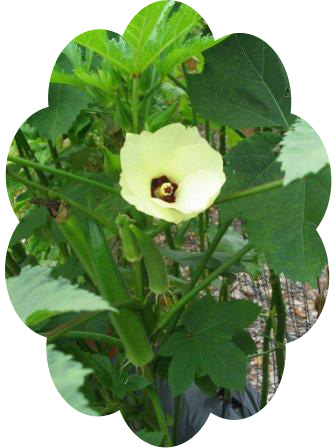 okra_01