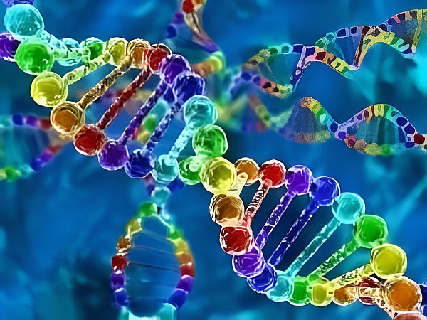 The Activation Of DNA The Activation Of DNA