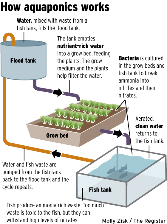 aquaponics_cycle