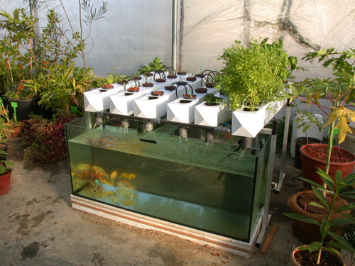 aquaponics