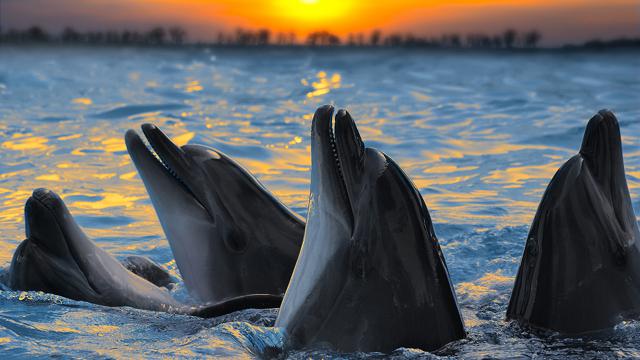 First Successful Interaction With Human-to-Dolphin Translator dolphins