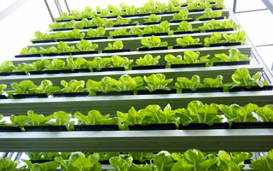 sky_greens_vertical_garden