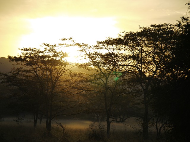 uganda acacia wood ground fog