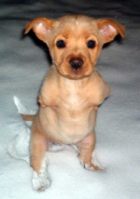 faith_puppy