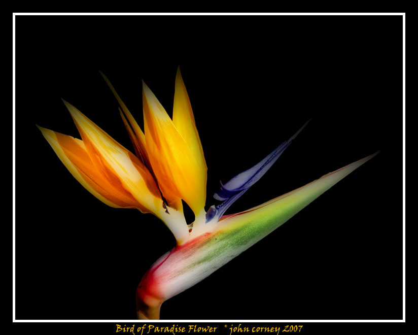 bird_of_paradise