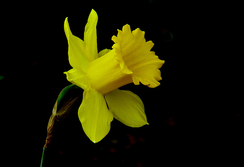 daffodil