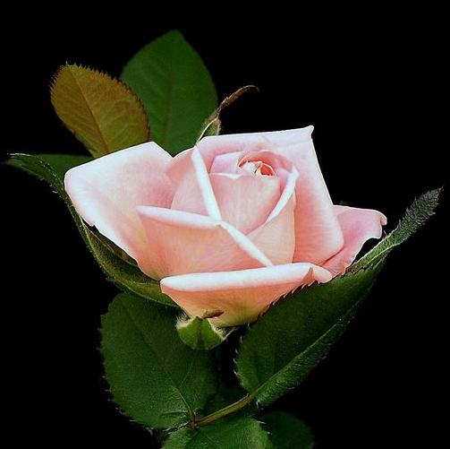 pink_rose