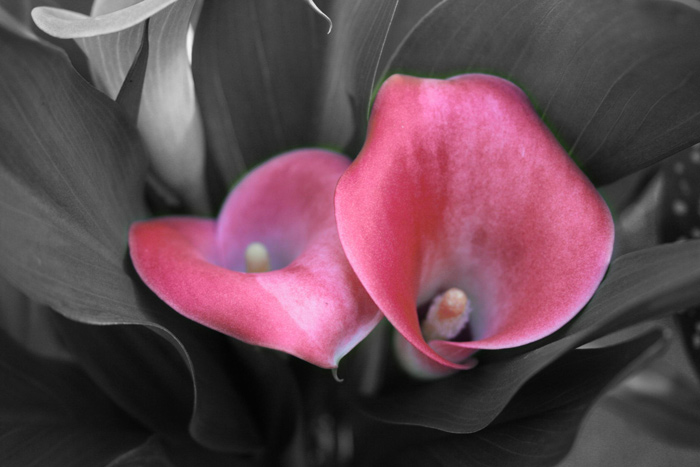 calla_lilies