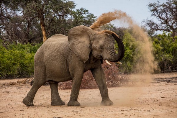 Taking Care of Elephants in Namibia