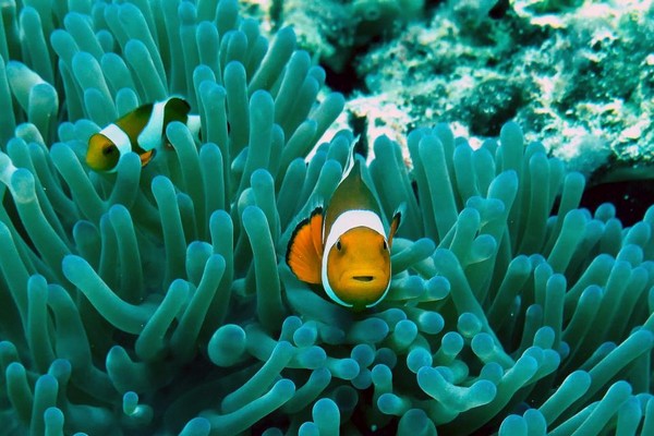 Join in on Rescuing Corals in Seychelles Join in on Rescuing Corals in Seychelles