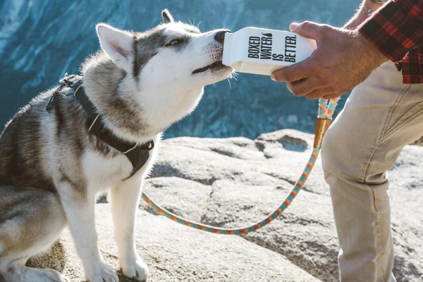 Help out on a Husky ranch in Canada