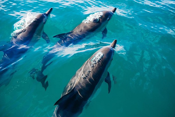 Australia Australia
