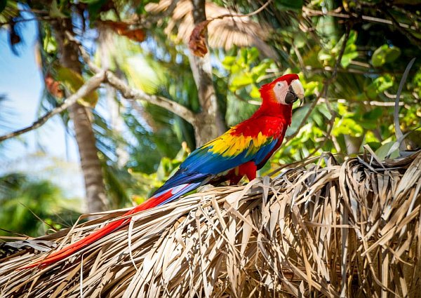 Experience Magical Wildlife of Corcovado National Park, Costa Rica