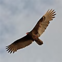soaring