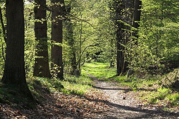 The Best Path is Your Own forest path in yvelines france