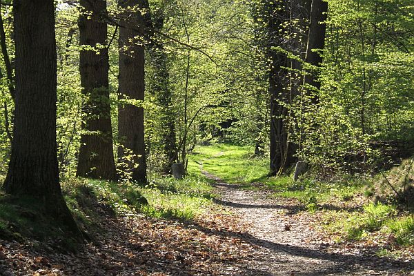 forest path in yvelines france