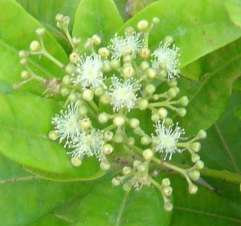 allspice_flowers