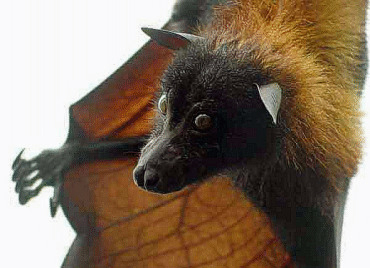 giant_flying_fox