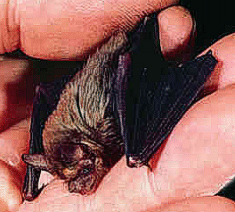 kittis_hog_nosed_bat