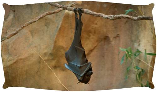 roosting_bat