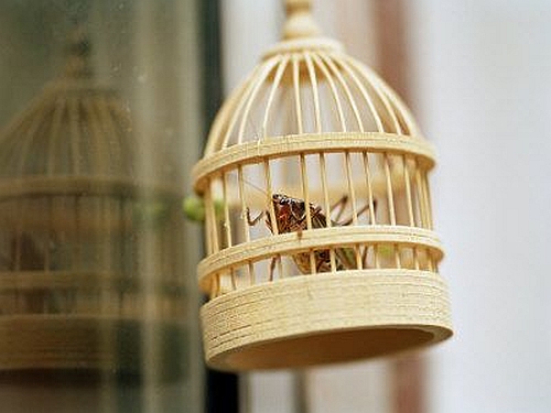 Cricket in Cage cricket-cage