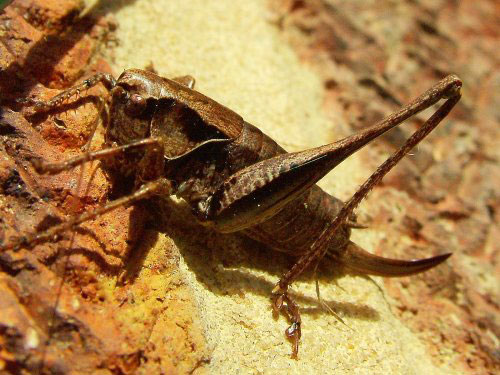 The Folklore and Mythology Surrounding Crickets The Folklore and Mythology Surrounding Crickets
