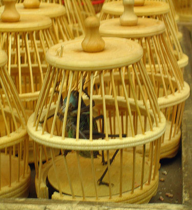 Cricket in a Cage The Folklore and Mythology Surrounding Crickets