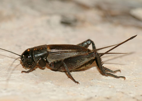 Field Cricket - Family Gryllidae The Folklore and Mythology Surrounding Crickets