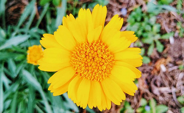 Meditation: Beauty Expresses Nondual Wisdom Meditation: Beauty Expresses Nondual Wisdom