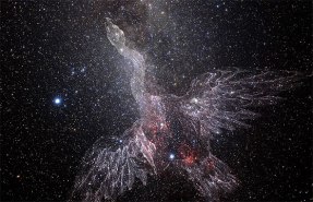 cygnus