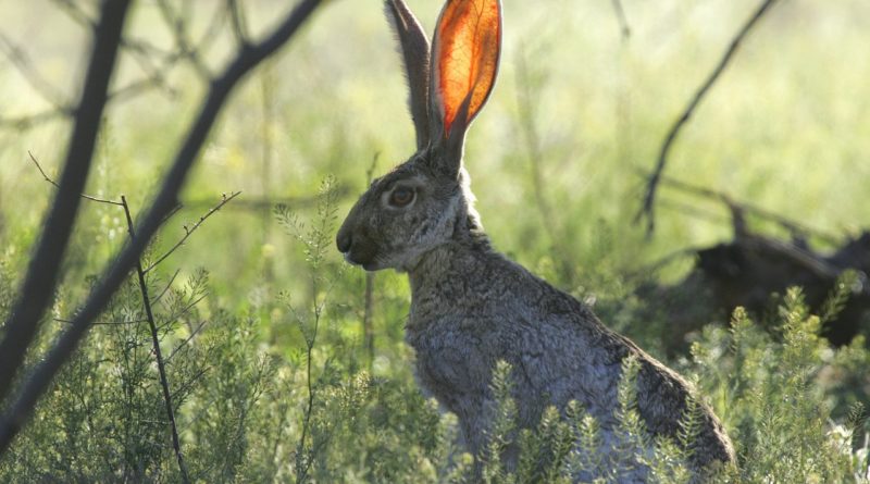 long eared rabbit