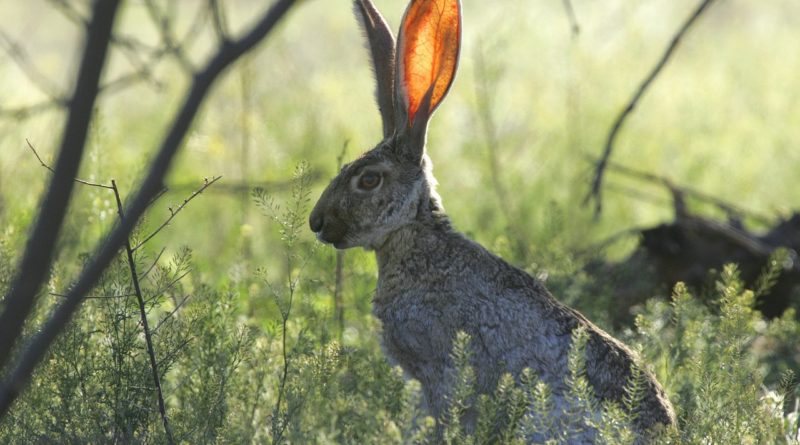 5 Ways To Tune-Out Noise Before Losing Your Focus long eared rabbit