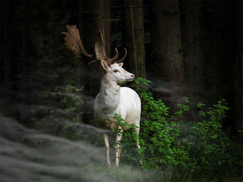 Meaning and "Legend" Of The White Deer