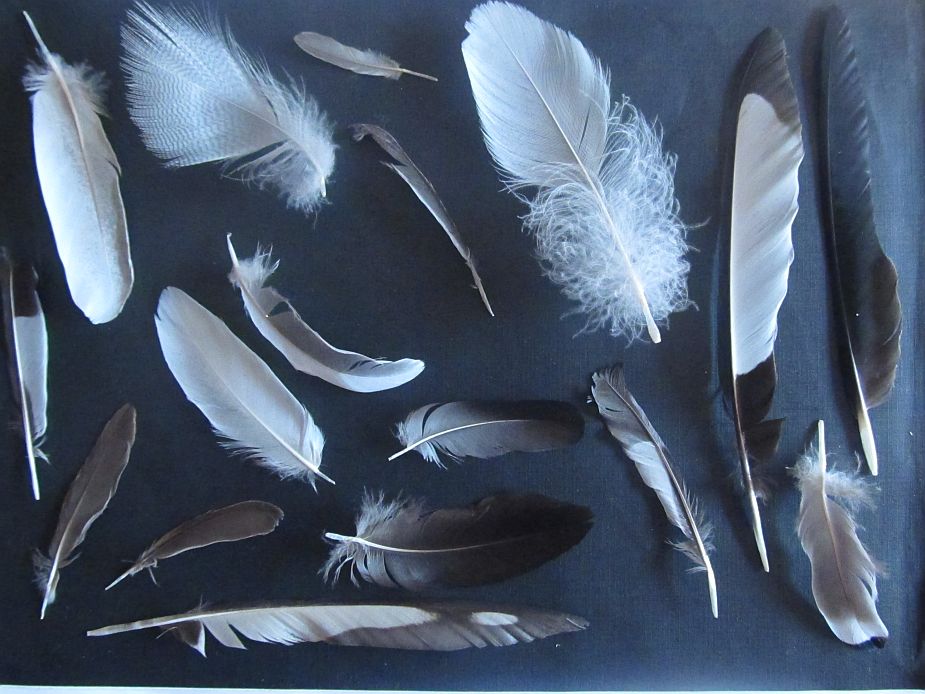 Feathers feathers