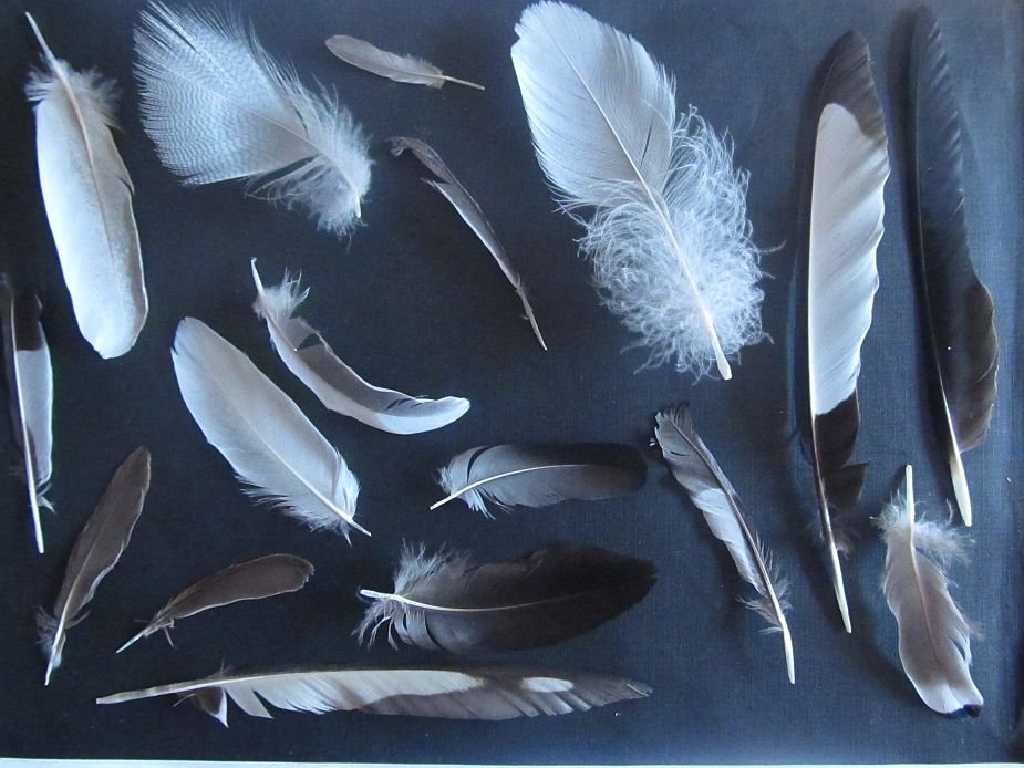 feathers