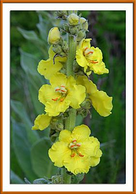 Mullein