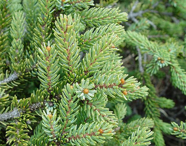 black spruce