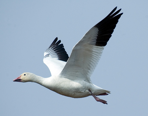Snow Goose Snow Goose