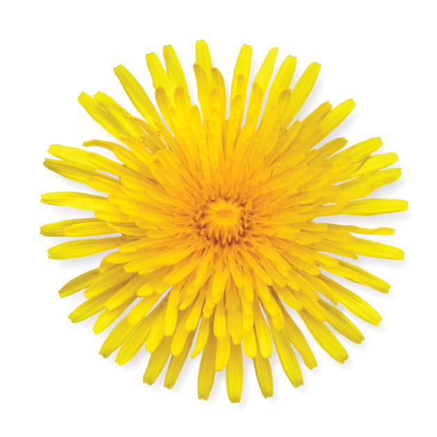 Dandelion Dandelion